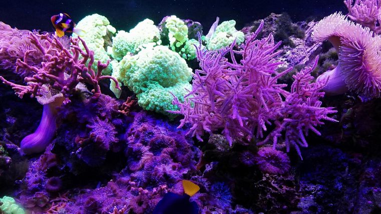 A colorful coral rest with various species of corals and fish. The colors are vivid and bright, mainly in shades of purple and green.