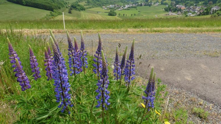 Eine Gruppe von lila Lupinen blüht am Straßenrand. Im Hintergrund erstreckt sich eine grüne Landschaft mit Hügeln und einem Dorf.