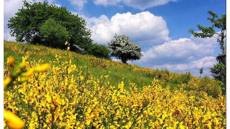 Een bloeiend weiland met felgele bloemen en een heuvelachtig achtergrond. Aan de lucht zijn enkele witte wolken te zien, omringd door groen loof.