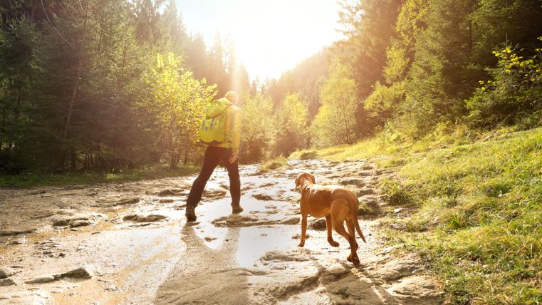 Een wandelaar met een hond loopt langs een door de zon beschenen pad in een bos. De scène straalt rust en verbondenheid met de natuur uit.
