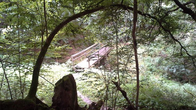 A quiet forest landscape with plenty of green foliage. In the background, a small wooden bridge is visible.
