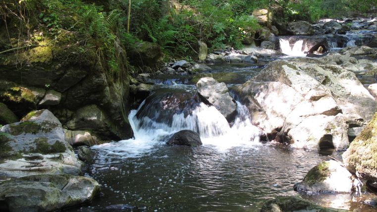 A quiet stream flows over stones in a forest. The green surroundings and the clear water create a peaceful atmosphere.