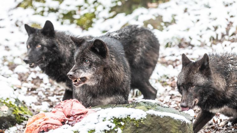 Drei schwarze Wölfe stehen im Schnee um ein Stück Fleisch. Sie wirken aufmerksam und hungrig. Der Boden ist mit Schnee bedeckt.