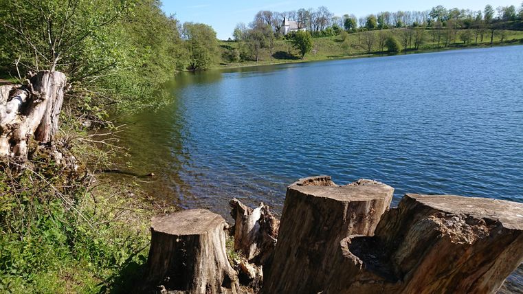 A tranquil lake landscape with tree trunks along the shore. The water reflects the surrounding green nature.