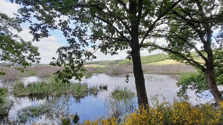A quiet lake surrounded by trees and colorful flowers. The sky is clear and nature is peaceful.