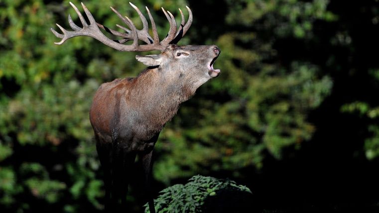 Ein stolzer Hirsch mit großen Geweih steht im Grünen. Er scheint zu rufen und ist gut im Bild sichtbar.
