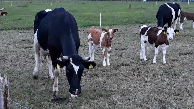A black and white cow is standing in a pasture with several calves. In the background, trees and a green landscape can be seen.