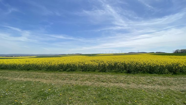 Ein weitläufiges Feld mit leuchtend gelben Rapsblüten unter einem blauen Himmel. Grüne Wiesen säumen den Weg.