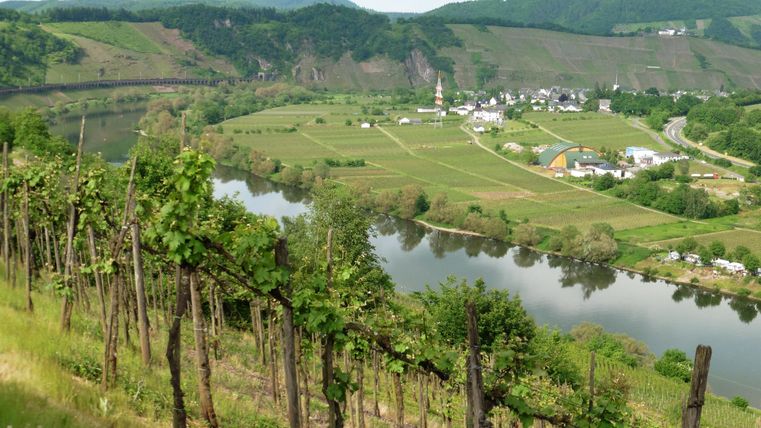 Eine malerische Landschaft mit Weinbergen und einem ruhigen Fluss. Im Hintergrund sind sanfte Hügel und kleine Dörfer zu sehen.