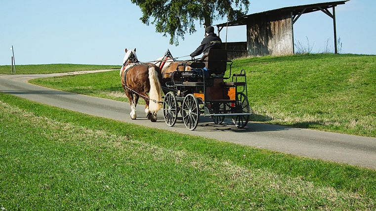 Een paard trekt een wagen met een bestuurder erop over een asfaltweg. Achter hen bevindt zich een met gras begroeide heuvel met een boom en een houten structuur.