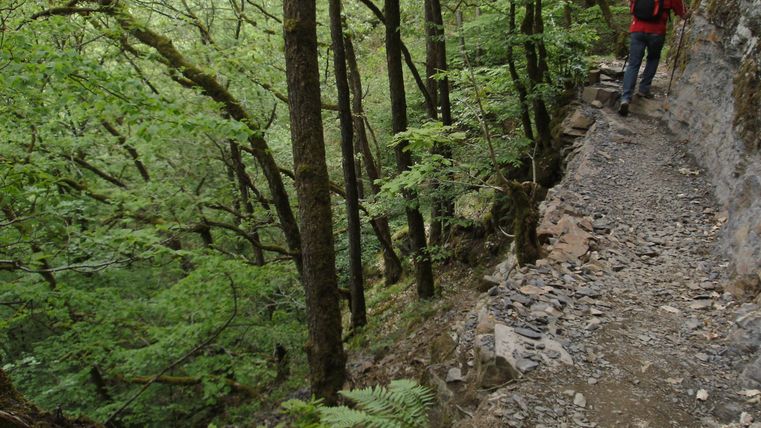 Ein Wanderer geht auf einem schmalen Pfad durch einen grünen Wald. Die Bäume umgeben den Weg und schaffen eine ruhige Atmosphäre.