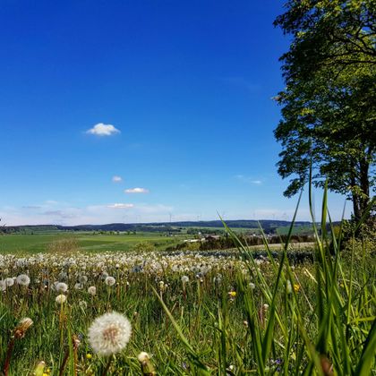 Eine malerische Landschaft mit blühenden Löwenzahnblüten und grünem Gras. Der Himmel ist blau mit wenigen Wolken.