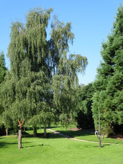 Ein schöner Garten mit hohen Bäumen und grünem Rasen. Der Himmel ist klar und blau.