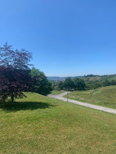 Eine grüne Wiese mit einem Baum und einem klaren blauen Himmel. Der Weg führt in die Ferne und bietet eine schöne Aussicht auf die Landschaft.