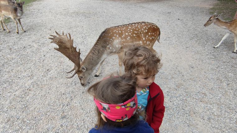 Two children are standing on a gravel path and looking at a deer. In the background, more deer can be seen.