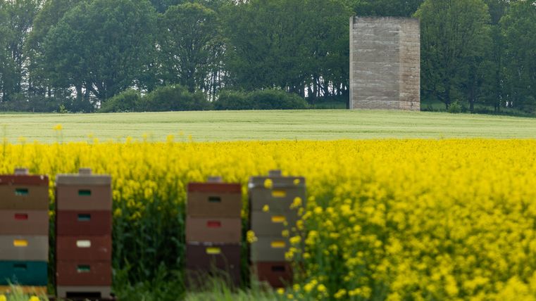 Ein Feld mit leuchtend gelben Rapsblüten und Bienenstöcken im Vordergrund. Im Hintergrund steht ein hoher, grauer Turm zwischen den Bäumen.