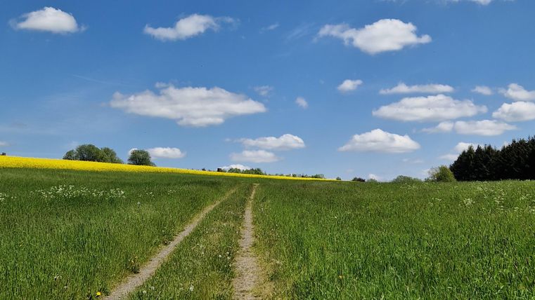 Een pad leidt door een groene weide onder een blauwe lucht met witte wolken. Op de achtergrond zijn bomen en gele bloemen zichtbaar.