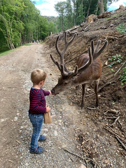 Ein kleines Kind füttert einen Reh in einem Wald. Im Hintergrund sind Bäume und ein natürlicher Weg zu sehen.