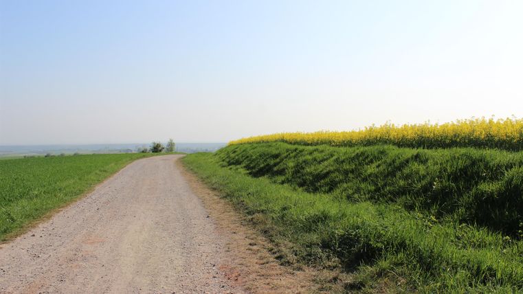 Een gravelpad loopt door een groene weide. Rechts rijst een veld op met gele bloemen onder een heldere blauwe lucht.