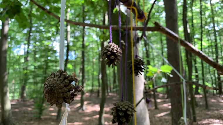 A forest scene with pine cones hanging from a tree, connected by colorful strings. The surroundings are green and sunny, with many trees in the background.