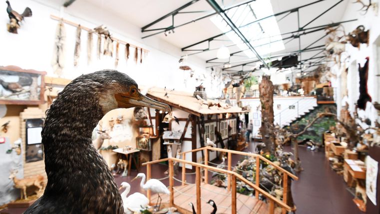 Ein Ausstellungsraum mit vielen präparierten Tieren und naturkundlichen Exponaten. Im Vordergrund ist ein Kunstwerk eines Vogels zu sehen.