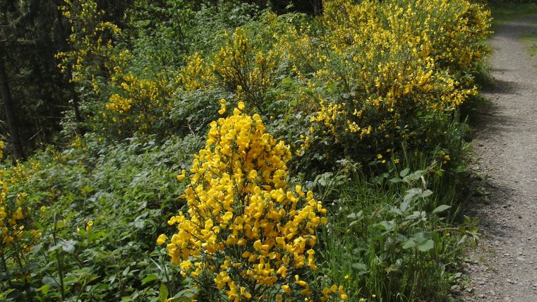 Ein blühender Wegrand mit gelben Blumen und üppigem Grün. Die Pflanzen bieten eine lebendige und natürliche Umgebung.