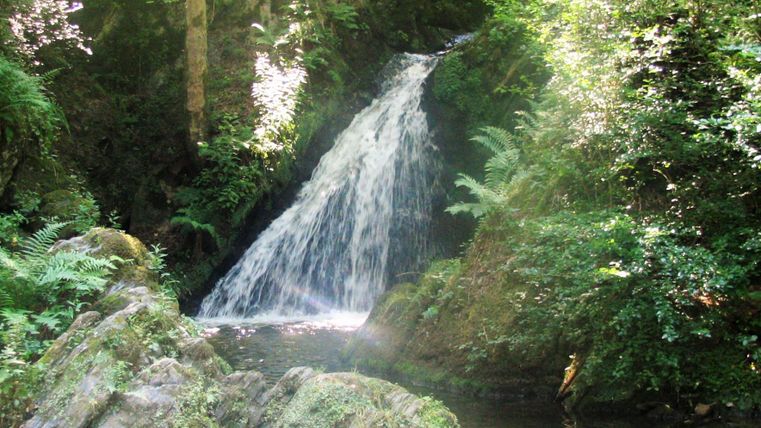 A waterfall flows gently between lush green. The light shines through the trees, creating a calm, natural atmosphere.