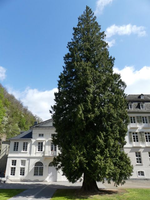 A large green tree stands in front of a white building. The sky is clear and blue.