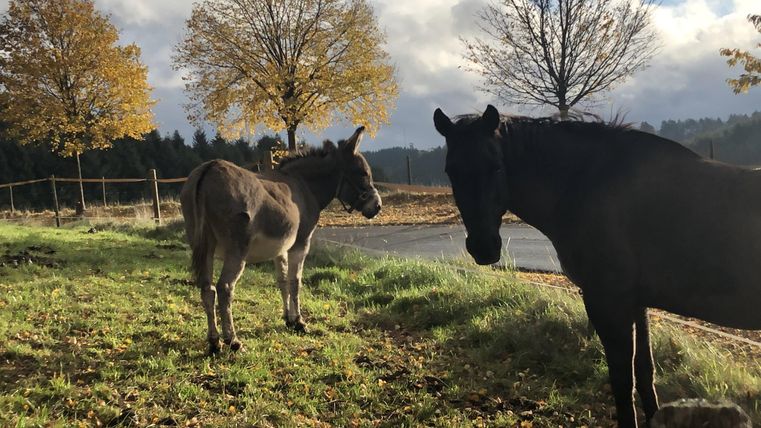 Zwei Tiere stehen auf einer Wiese: ein Esel und ein Pferd. Im Hintergrund sind Bäume und ein wolkiger Himmel zu sehen.