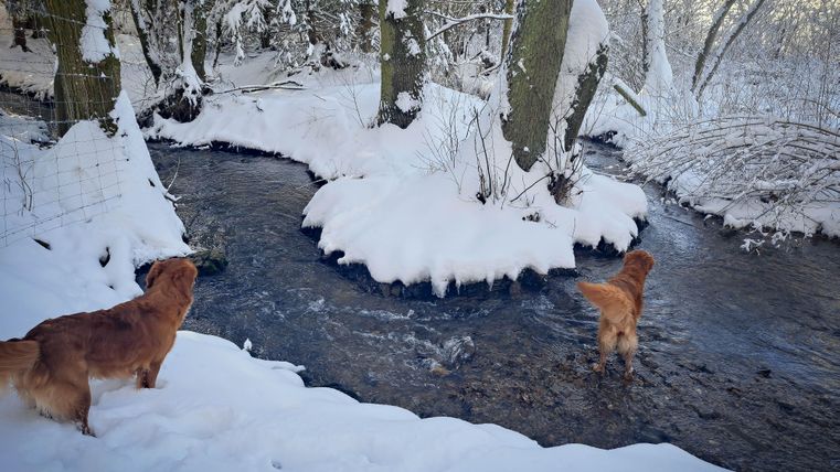 Twee honden staan aan de oever van een met sneeuw bedekte beek. Het winterlandschap is rustig en pittoresk met met sneeuw bedekte bomen.