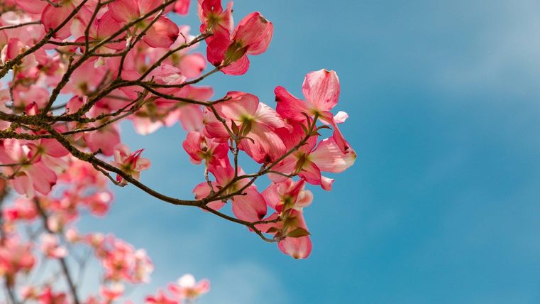 Ein blühender Zweig mit rosa Blumen vor einem klaren blauen Himmel. Die Blüten strahlen Frühling und Freude aus.