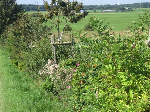 Eine üppige Hecke mit verschiedenen Pflanzen und Blumen entlang eines Feldwegs, im Hintergrund weite grüne Felder und ein Windrad.