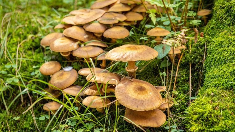 A group of brown mushrooms is growing on the ground in the forest. Surrounded by grass and moss, they exude a natural tranquility.