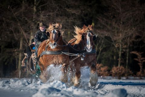 A rider guides two horses running through the snow. The scene is surrounded by a winter forest landscape.