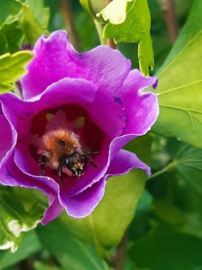 Een paarse bloem met een bij erin. De bladeren omringen de bloem en geven de scène een frisse indruk.