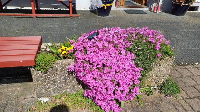 A blooming flower bed with bright pink and yellow flowers. In the background, a bench and an entrance area are visible.