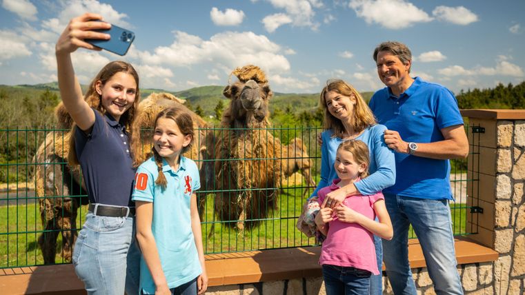 Een gezin maakt een selfie voor twee kamelen. De lucht is blauw en het is zonnig.