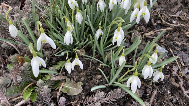 Een groep sneeuwklokjes bloeit op de grond. De witte bloemen staan in sterk contrast met het groene loof en de aarde.