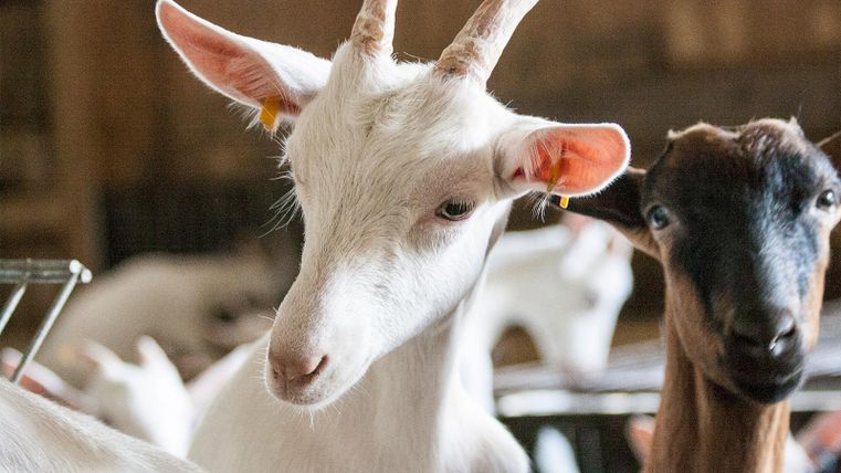 Zwei Ziegen stehen in einem Stall. Eine Ziege ist weiß und hat kleine Hörner, während die andere Ziege braun ist.