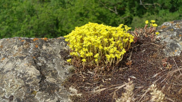 A group of yellow flowers is growing on a rock. In the background, green trees are visible.