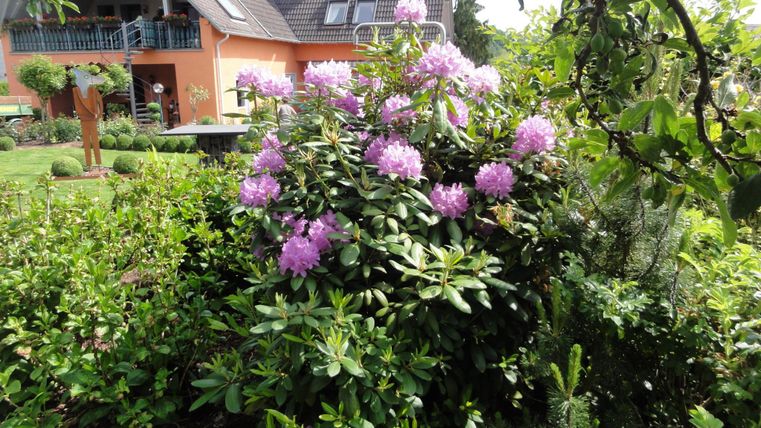 A beautiful garden with green plants and blooming, purple rhododendrons. In the background, there is a residential house with a balcony.