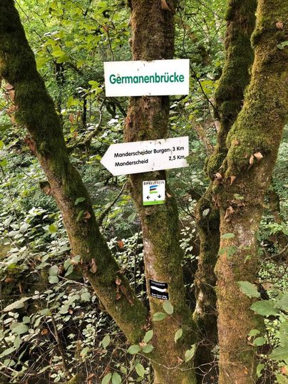 Een boom met meerdere wegwijzers in het bos. De borden wijzen de richting naar de Germanenbrug en naar de Manderscheider kastelen.
