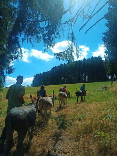 A group hiking with donkeys through the landscape
