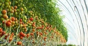 A greenhouse with rows of tomato plants. The plants bear many red and green tomatoes.