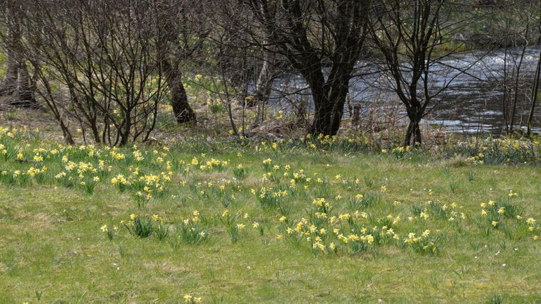Eine Wiese mit vielen gelben Narzissen blüht im Vordergrund. Im Hintergrund fließt ein kleiner Fluss, umgeben von einigen Bäumen.