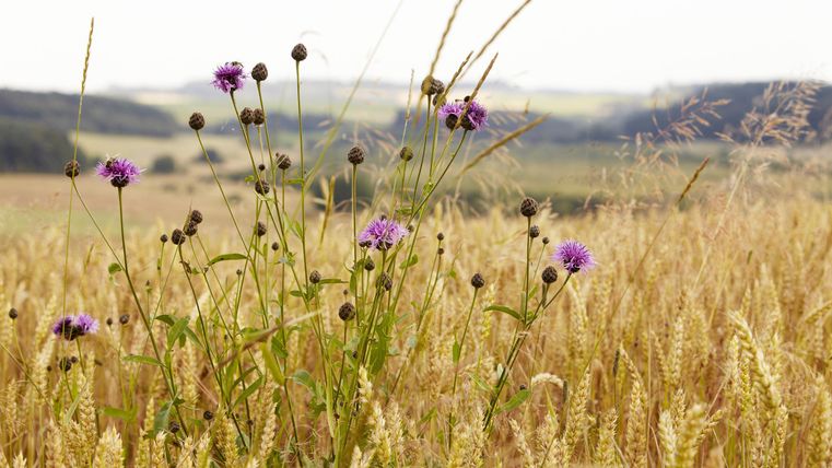 A field with golden grain and purple flowers in the foreground. In the background, gentle hills can be seen.