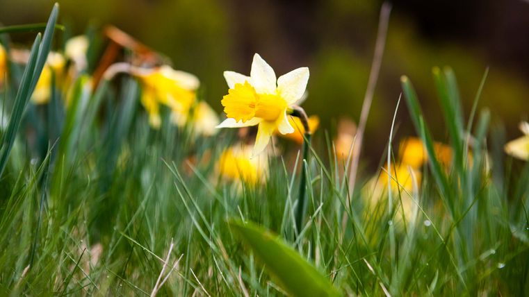 Close-up of yellow daffodils in a meadow.