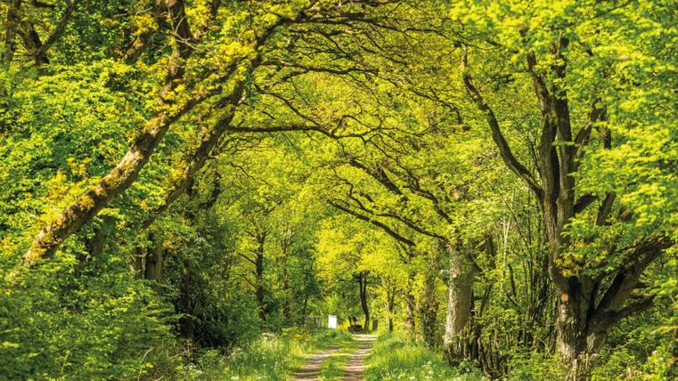 Ein schöner Weg durch einen grünen Wald mit dichtem Blattwerk. Die Sonne strahlt durch die Äste und schafft eine entspannende Atmosphäre.