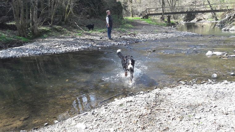 Ein Hund springt fröhlich im Wasser eines Baches, während eine Person am Ufer steht. Im Hintergrund ist eine Holzbrücke und viel grüne Natur zu sehen.