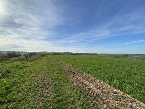 Ein weites Feld mit frischem Grün und einem sichtbaren Weg. Der Himmel ist klar mit sanften Wolken.